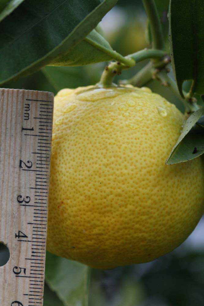              Fruit (Riverside, CA)       